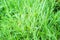 Green grass summer background or texture. Morning fresh greeny grass