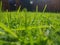 Green grass with sun rays reflecting over spider webs