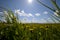 Green grass and sun, rural landscape