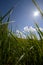 Green grass and sun, rural landscape