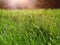 Green grass sunlight close-up growth concept