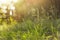 Green grass in sunlight in meadow close-up, macro. Nature blurred abstract background