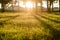 Green grass with sunset views. Blurred natural background.