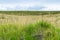 green grass on surface of Dyrholaey promontory