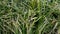 Green grass swaying in the wind. Long grass swinging on farm or field. Abstract natural background. Panning right. Close