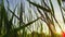 Green grass swaying wind at rural field at sunset. Peaceful nature background.