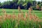 Green Grass Tall Field Stock Photo