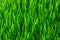 Green Grass Texture