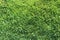 Green Grass Texture