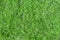 Green grass texture background. Backyard for background. Grass texture. Green lawn desktop picture. Park lawn texture.
