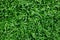 Green Grass Texture Background. Fresh and Clean leaf