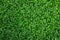 Green Grass Texture Background. Fresh and Clean leaf