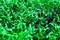 Green grass texture background. fresh and clean leaf