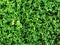 Green grass texture background, Green lawn, Backyard for background, Grass texture, Green lawn desktop picture, Park
