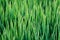 Green grass texture background, Green lawn, Backyard for background, wallpaper, Green lawn desktop picture, Park lawn texture. Wet
