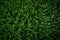 Green grass texture background. Top view of fresh spring green grass, directly above shot of fresh green grass or lawn, AI