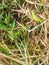 Green grass texture combined with dry grass background in Kuburaya, West Kalimantan, Indonesia 10