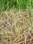 Green grass texture combined with dry grass background in Kuburaya, West Kalimantan, Indonesia 24