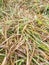 Green grass texture combined with dry grass background in Kuburaya, West Kalimantan, Indonesia 6