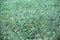 Green grass texture. Green artificial grass on the ground. Green meadow grass field for football.