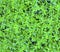 Green grass texture. Plant background. Flora Pattern