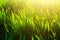 Green grass texture, spring, sunny weather, natural wallpaper for design. close-up, macro