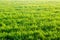 Green grass texture, spring, sunny weather, natural wallpaper for design. selective focus