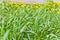 Green grass texture and yelow dandelions backgrounds