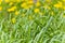 Green grass texture and yelow dandelions backgrounds