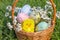 On the green grass there is a wicker basket with Easter colorful decorative eggs and a yellow chicken.