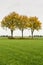 Green grass and three yellowed trees