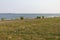 Green Grass and Trail at Long Wharf Park along the Shore of New Haven Harbor in New Haven Connecticut