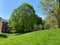 Green Grass and Tree in the Neighborhood in Spring in May