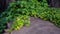 Green Grass On A Tree Stump