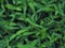Green grass tropical leaves pattern background, Natural background and wallpaper