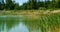 Green grass Typha angustifolia in focus front panorama of quarry lake with emerald water and wild forest