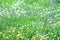 Green grass, various wild flowers grow in field. Variety wildflowers growing in summer meadow