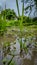 Green grass in water