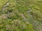 Green grass in water or aquarius lake or swamp, top view, texture