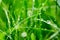 Green grass with water droplets on the leaves. Lawn. Morning freshness