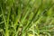 Green grass with water drops