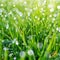 Green grass with water drops