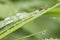 Green grass with water drops and hoverfly.