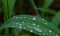 Green grass with water drops in the morning