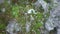 Green grass with water drops in spring mountains. Melting snow on the moss