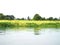 Green grass and  water hyacinth floating at riverside