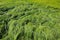 Green grass wave at the beach when sea water is in low tide