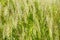 Green Grass Weed Meadow Background