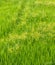 Green grass weeds in rice fields.