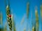 Green grass of wheat with ladybug on a blurred background of the sky field